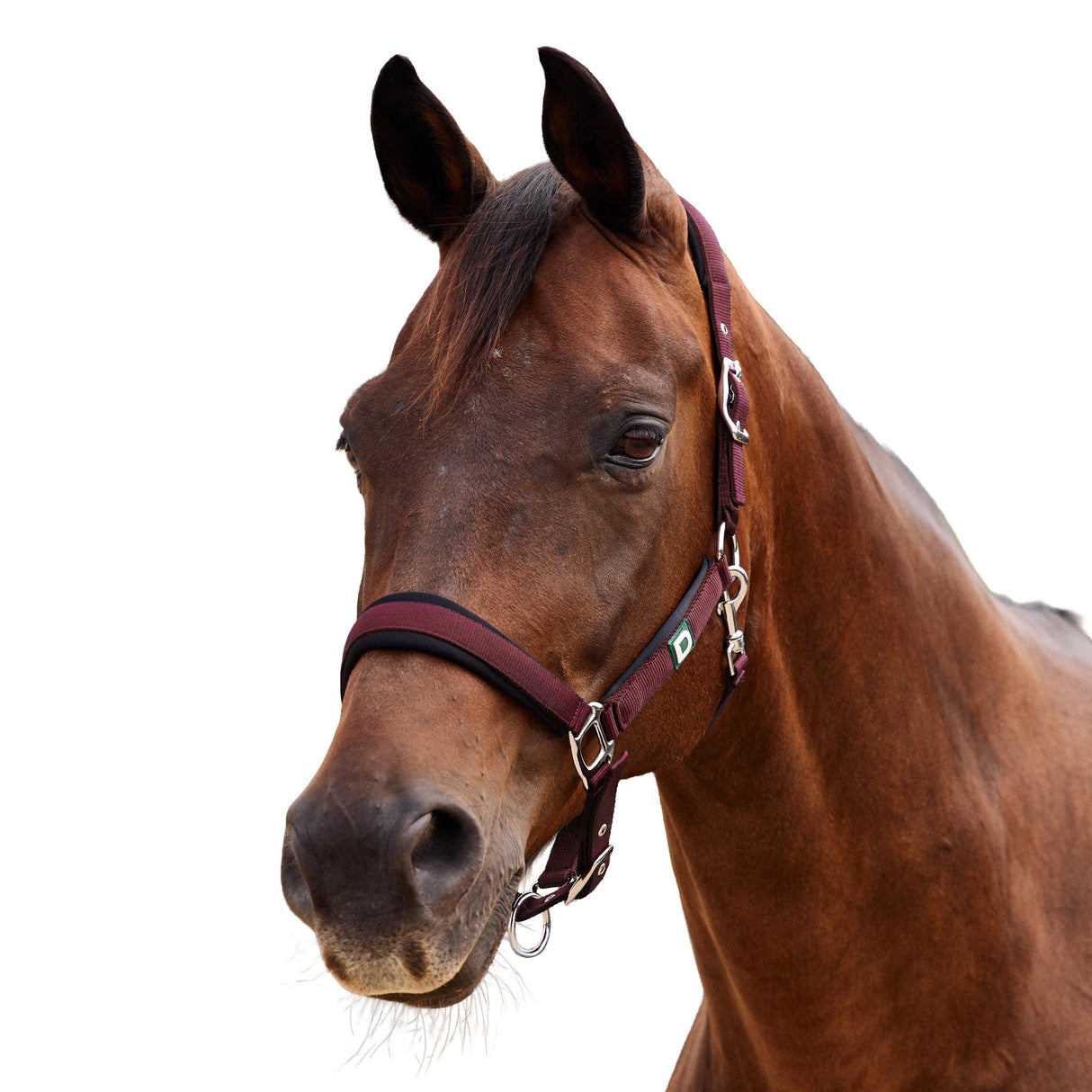 Dublin Neo Comfort Padded Neoprene Horse Headcollar