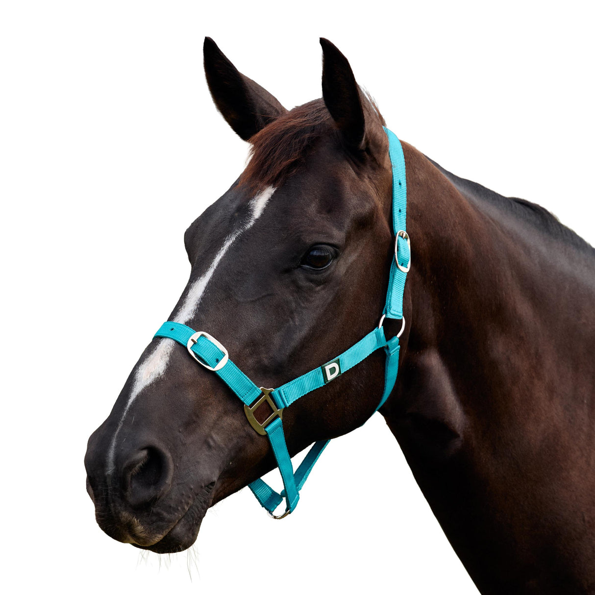 Dublin Everyday Nylon Headcollar for Horses