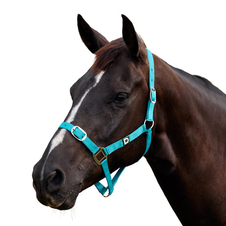 Dublin Everyday Nylon Headcollar for Horses