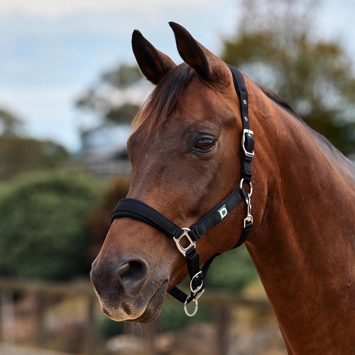Dublin Neo Comfort Padded Neoprene Horse Headcollar