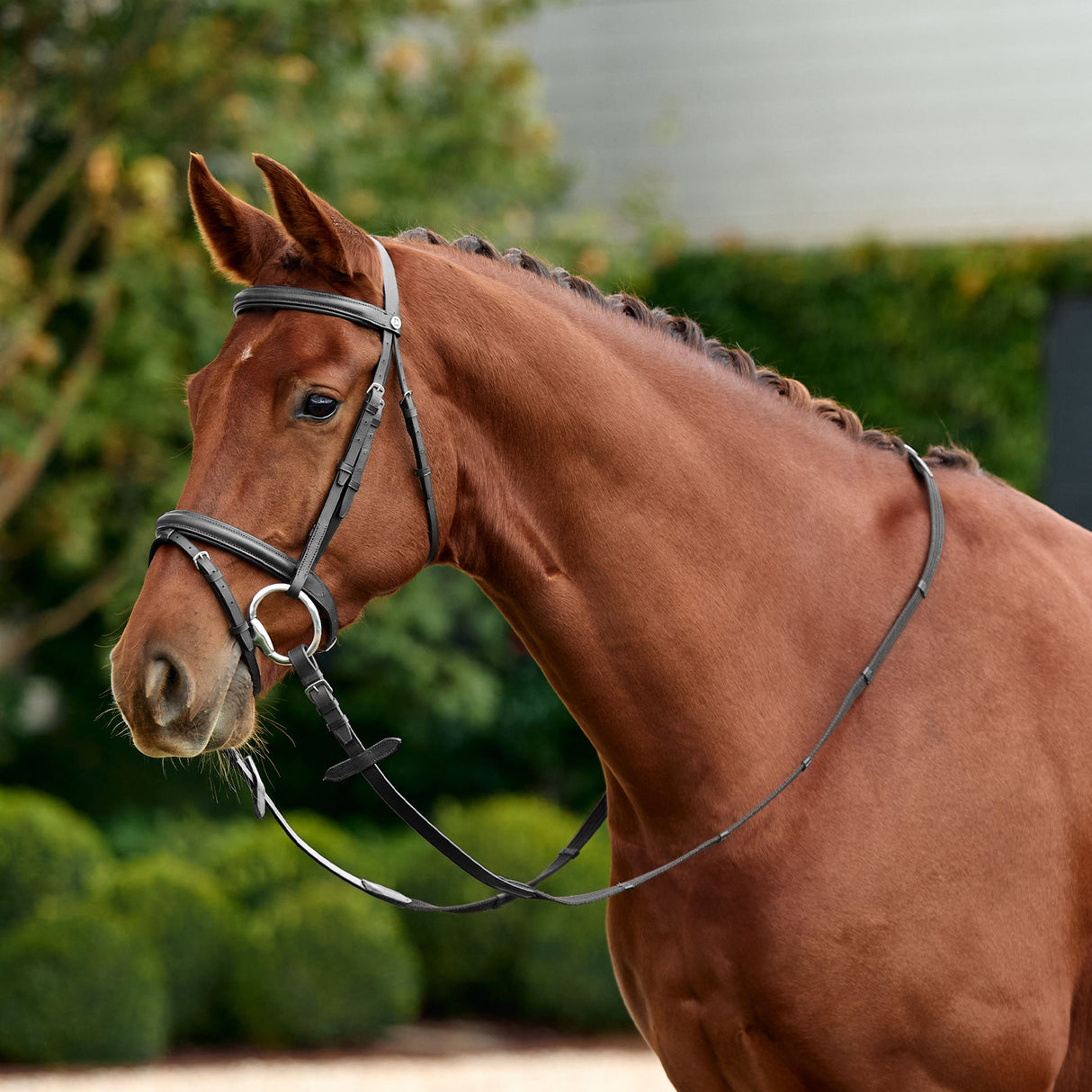 Dublin Padded Flash Leather Horse Bridle with Reins