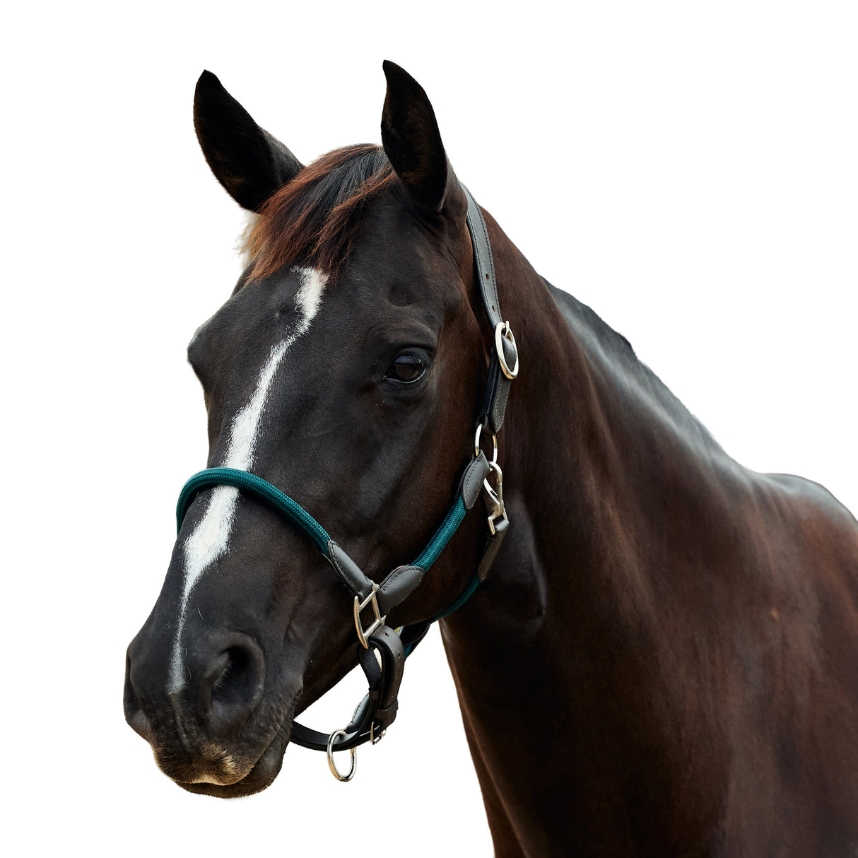 Dublin Leather Rope Headcollar with Nickel Buckles