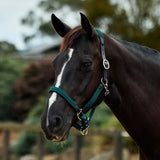 Dublin Braided Leather Padded Horse Headcollar