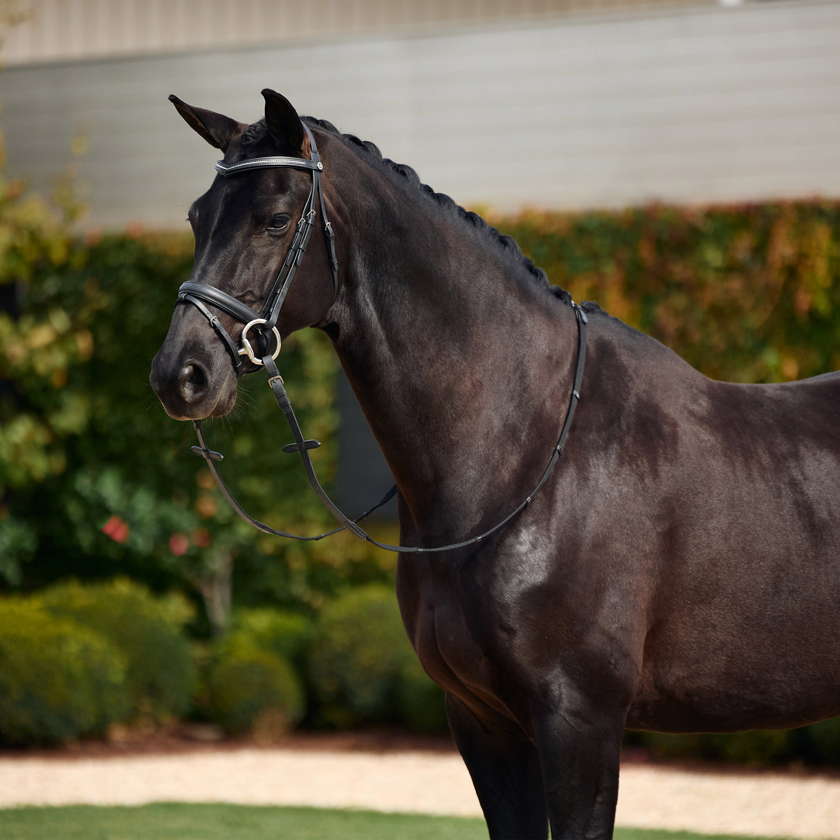 Dublin Padded Comfort Crown Crystal Flash Leather Show Bridle