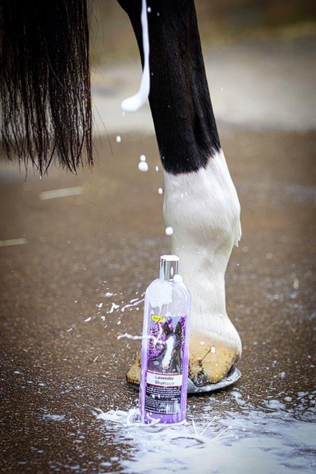 Smart Grooming Lavender Shampoo