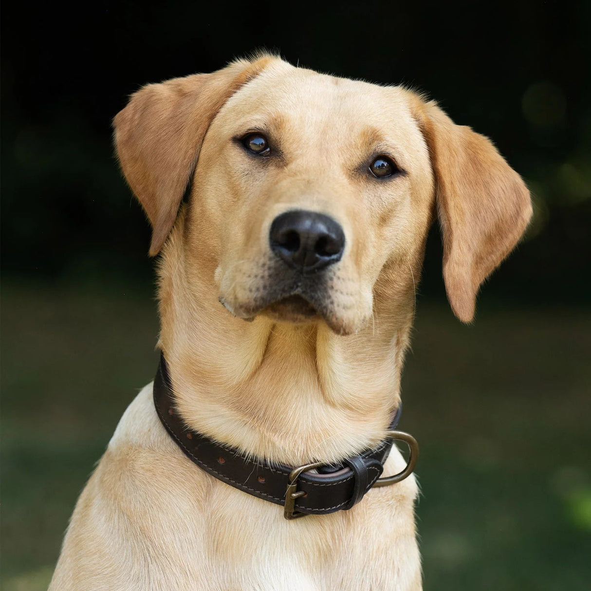 Dubarry Axel Leather Dog Collar
