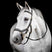 Horseware Micklem Multi Bridle #colour_black