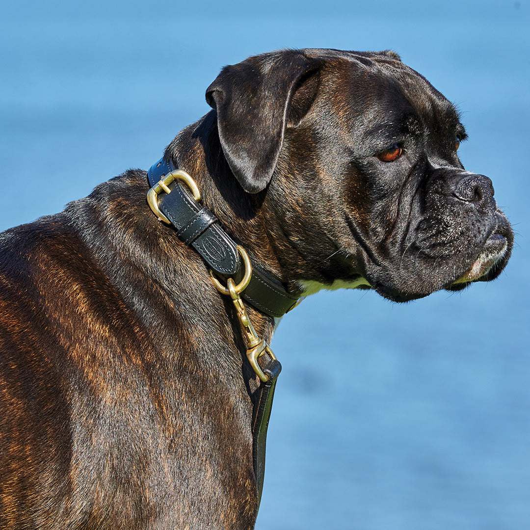 Equestrian leather hotsell dog collars