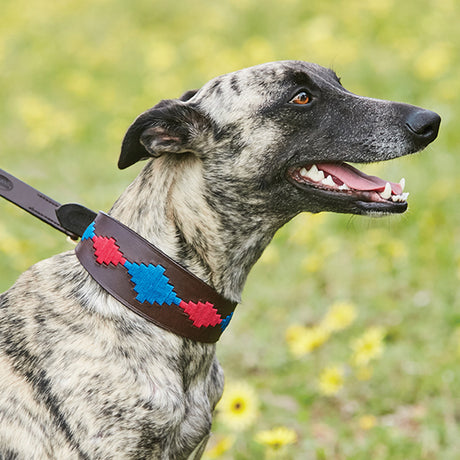Weatherbeeta Lurcher Polo Leather Dog Collar #colour_beaufort-brown-pink-blue
