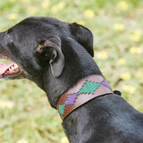 Weatherbeeta Lurcher Polo Leather Dog Collar #colour_beaufort-brown-purple-teal