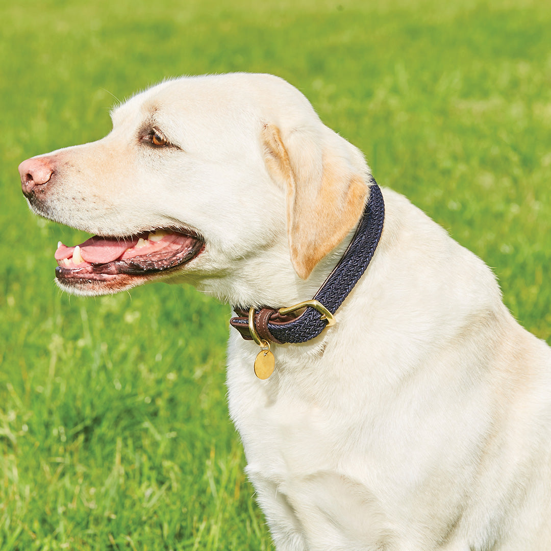 Leather Plaited Dog Collar