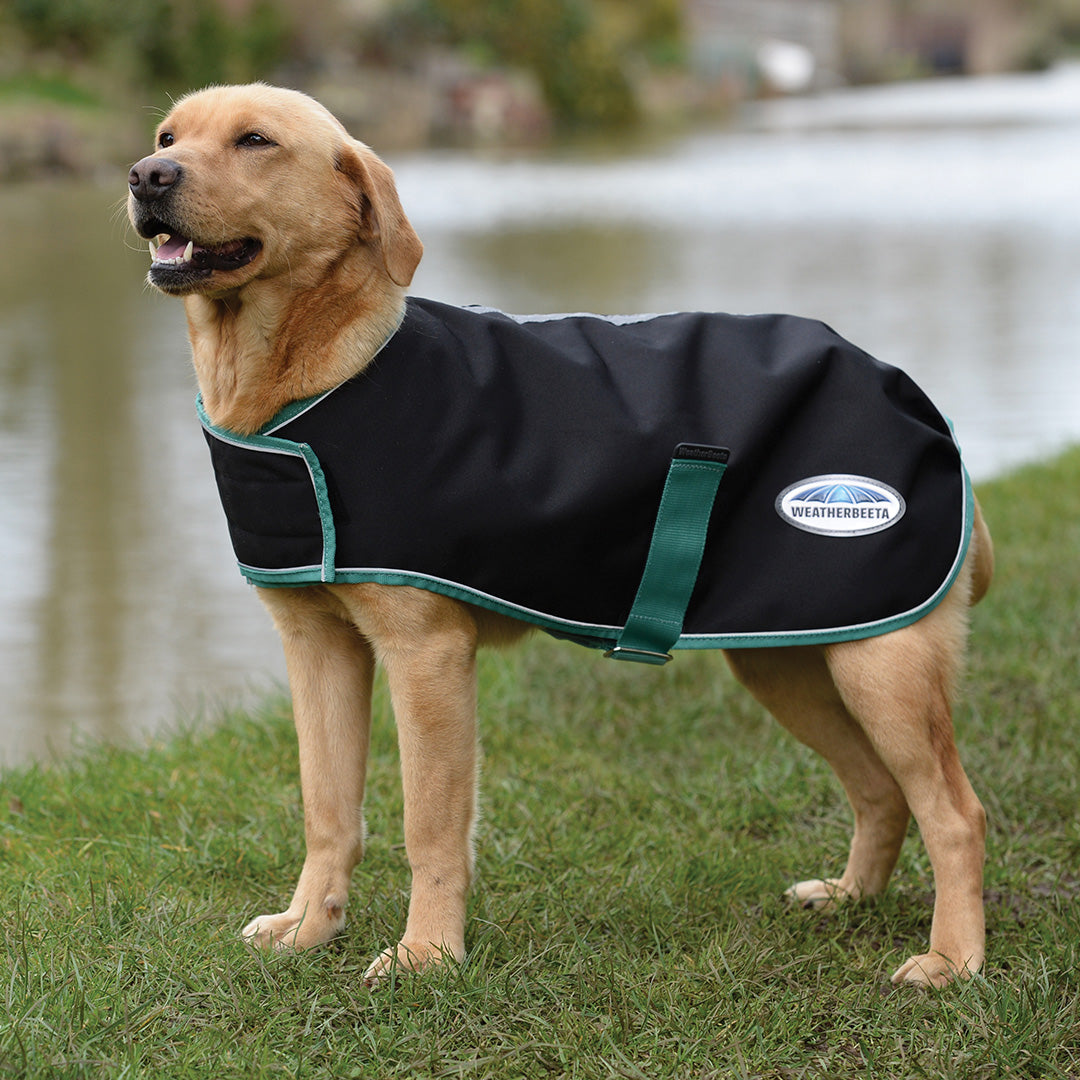 Weatherbeeta dog deals