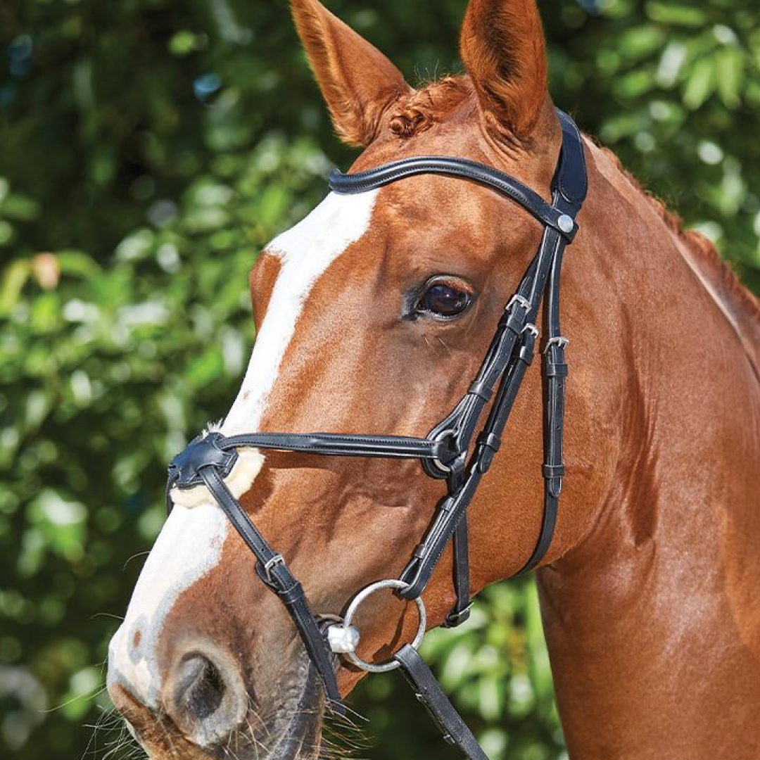 Collegiate bridles deals