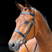 Shires Salisbury Berrington Bridle #colour_black