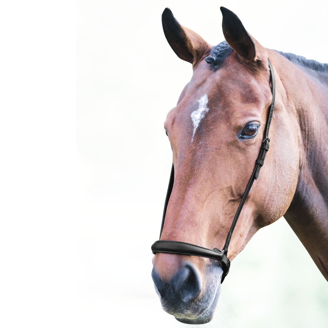 Shires Velociti GARA Drop Noseband