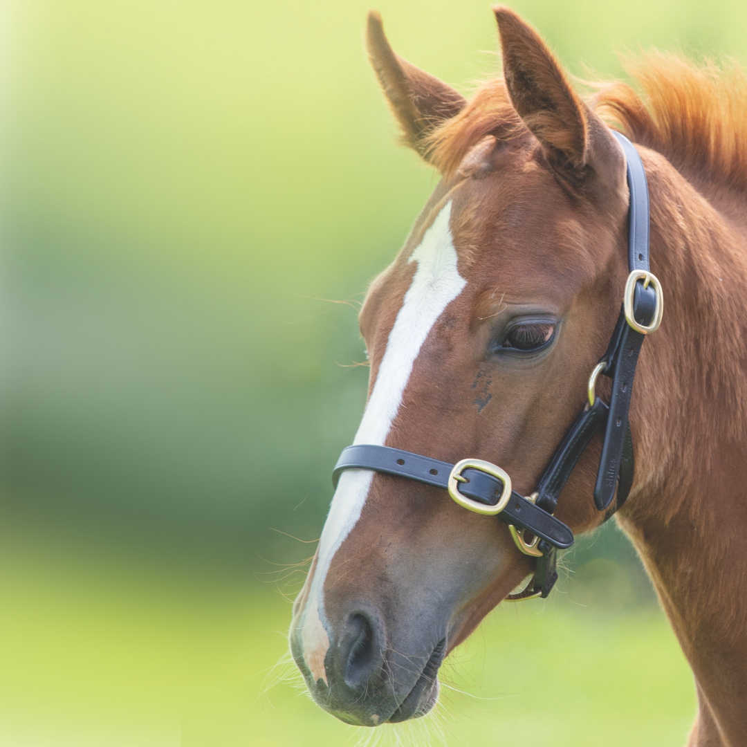 Shires Velociti GARA Adjustable Leather Foal Headcollar