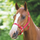 Shires Adjustable Headcollar #colour_red