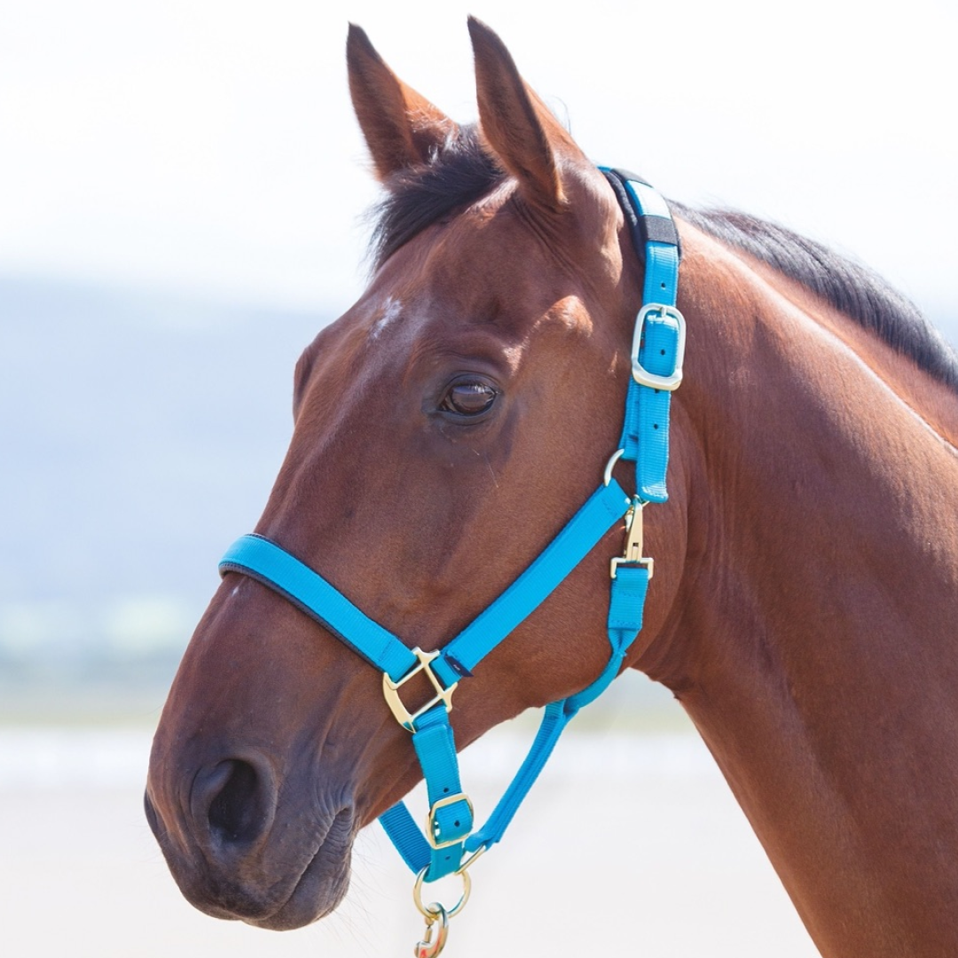 Shires Topaz Leine Seil – Rose, Robust, Mit Karabinerhaken Für Pferde
