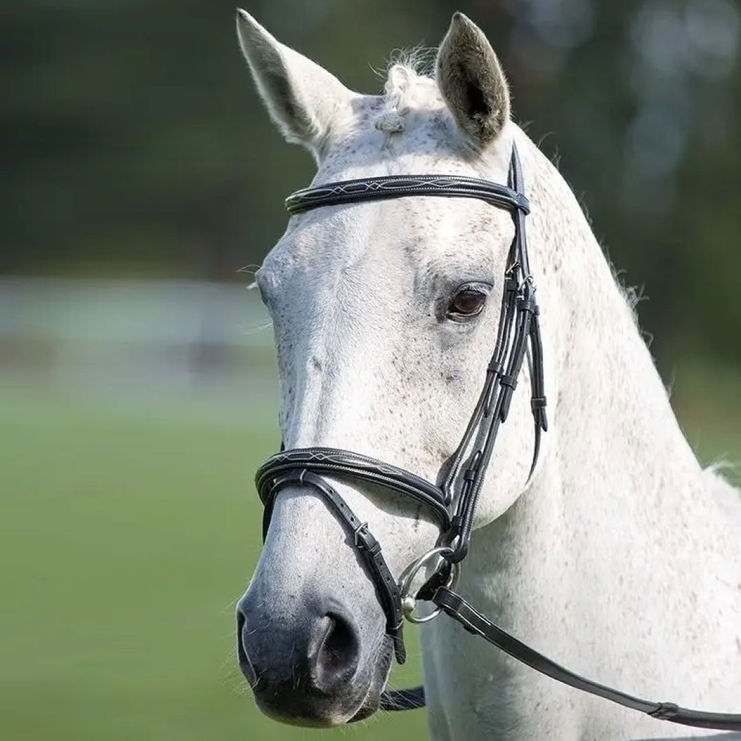 Shires Avignon Padded Raised Flash Bridle – GS Equestrian