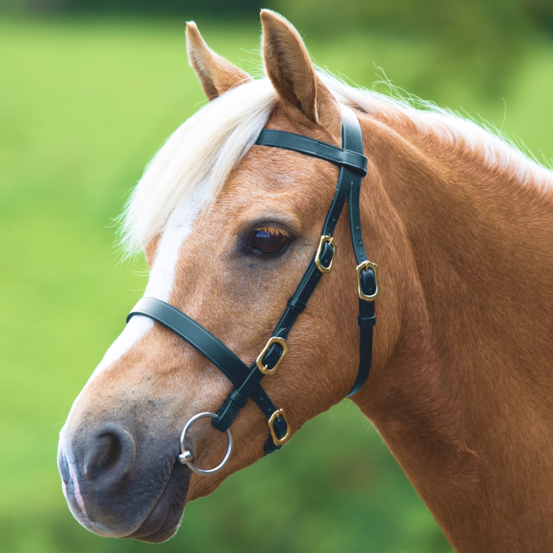 Shires Velociti Gara in pelle regna di piombo equestre a mano Shires Velociti Gara in pelle regna di piombo equestre a mano
