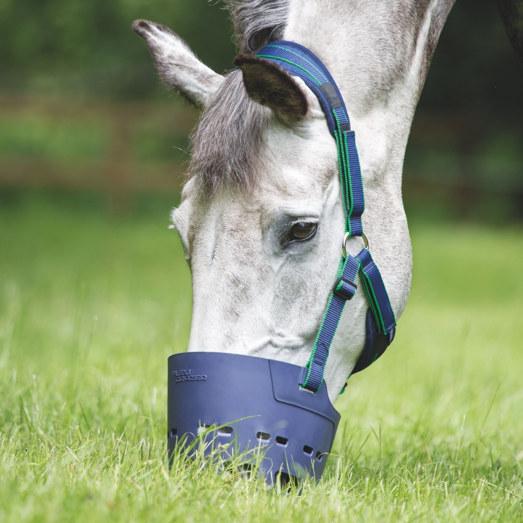 Grazing muzzle hotsell for dogs