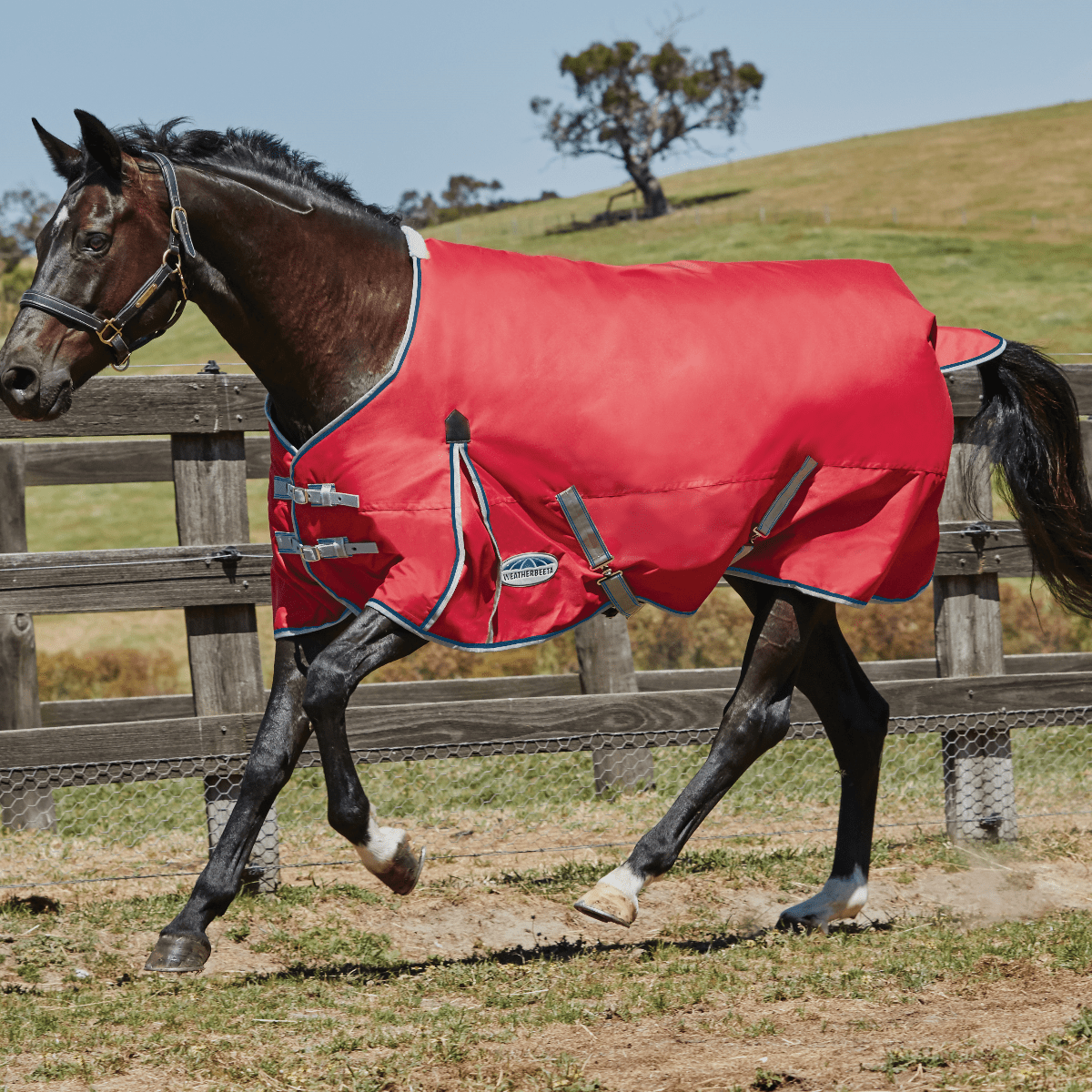 Weatherbeeta Comfitec Classic Standard Neck Lite Rug – GS Equestrian