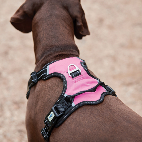 Weatherbeeta Anti Pull/Travel Harness #colour_black-pink