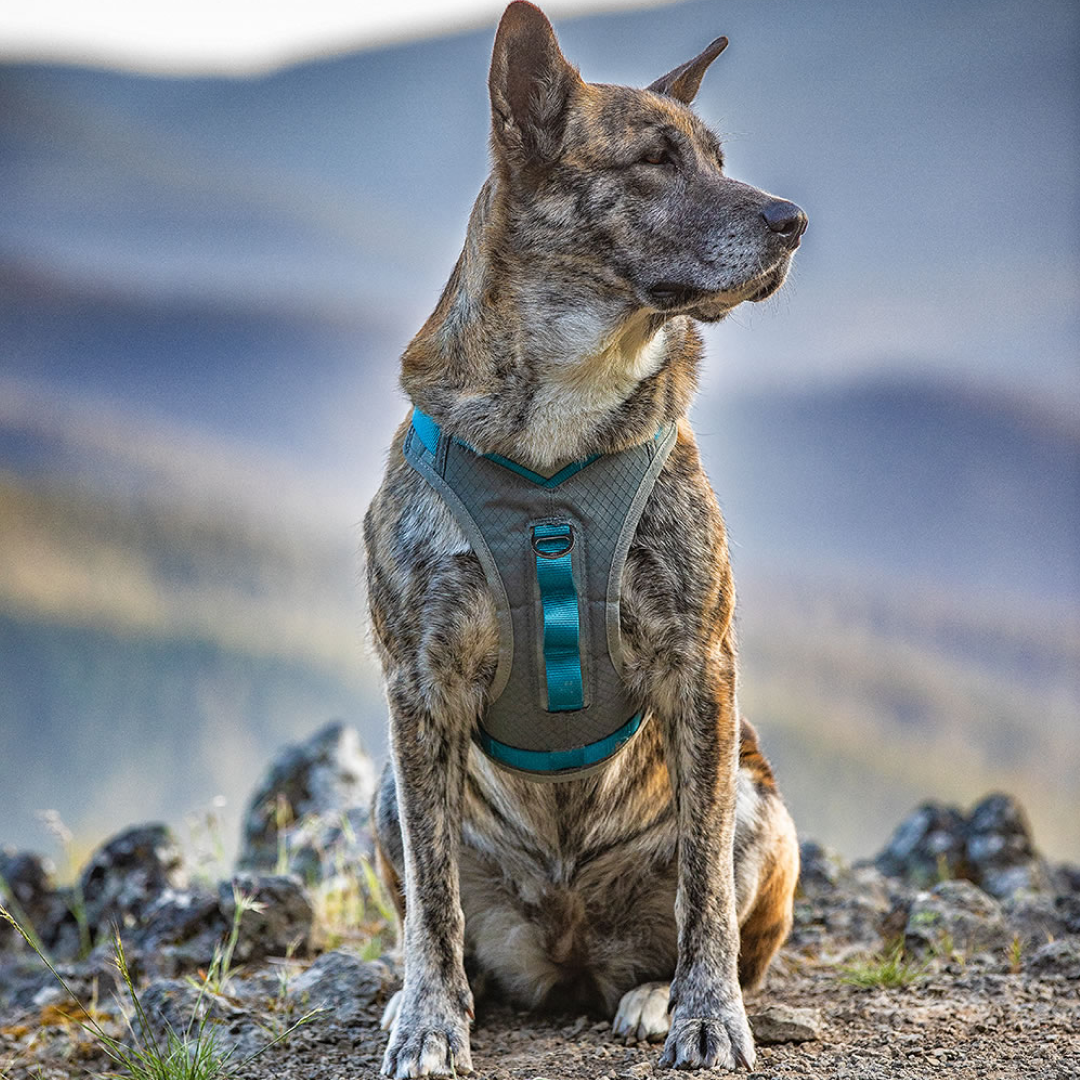 Kurgo journey harness hotsell