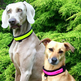 Equisafety LED-Blinkhalsband für Hunde