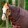 Horseware Ireland Amigo Bravo 12 Original 150g Turnout Hood #colour_brown-red-gold-red