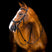 Horseware Ireland Micklem 2 Deluxe Competition Bridle With Reins #colour_black
