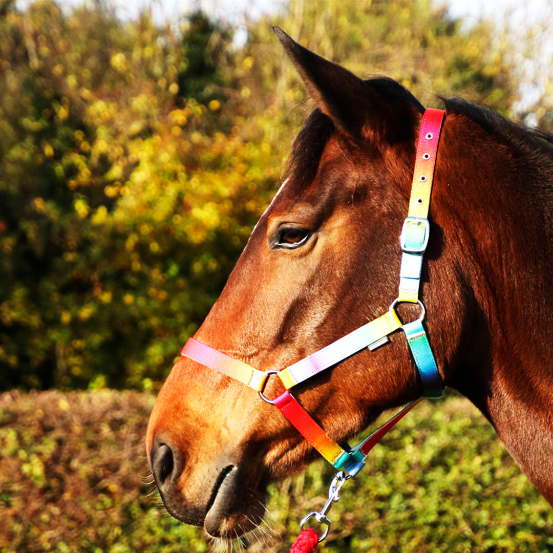 Hy Equestrian Ombre Head Collar Lead Rope GS Equestrian