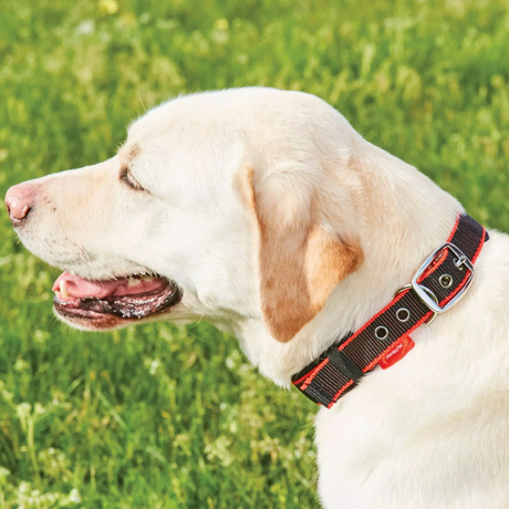 Weatherbeeta Therapy-Tec Dog Collar #colour_black-red