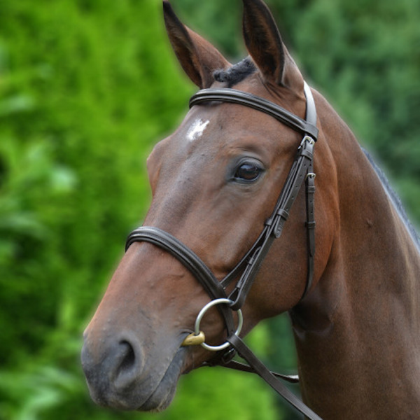 Cavesson bridles top