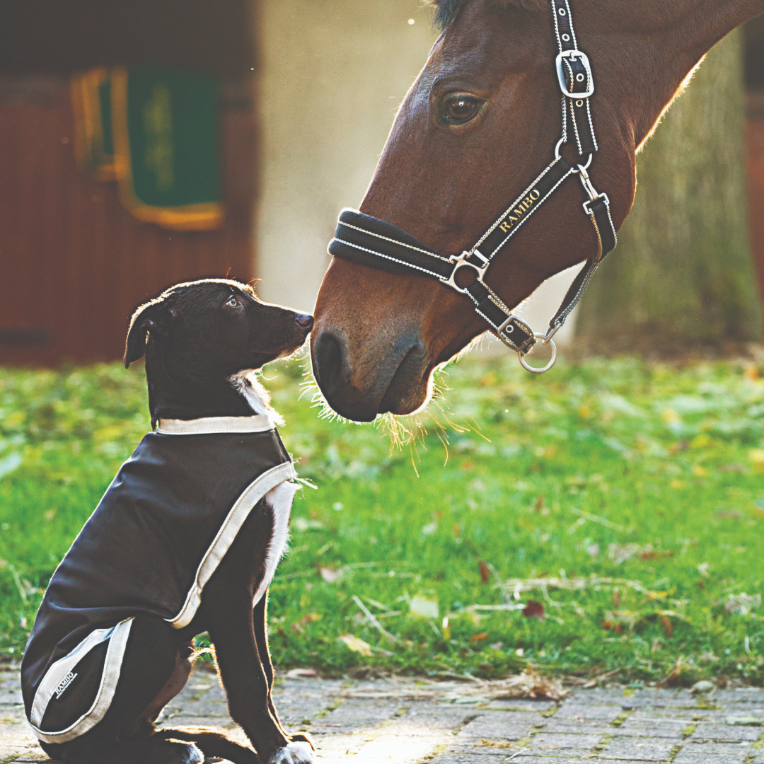 Horseware Ireland Rambo Waterproof Dog Rug 100g GS Equestrian