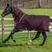 Horseware Ireland Amigo Hero 600D With Ripstop Plus 100g #colour_burgundy