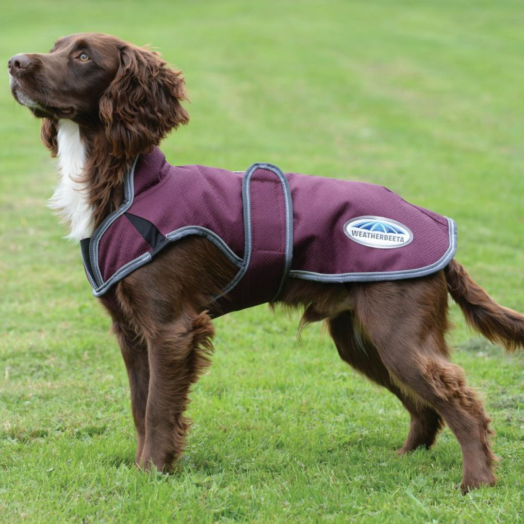 Weatherbeeta sale dog jacket