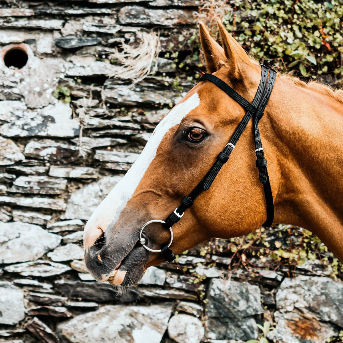 Mackey Equisential Nylon Race Bridle without Reins GS Equestrian