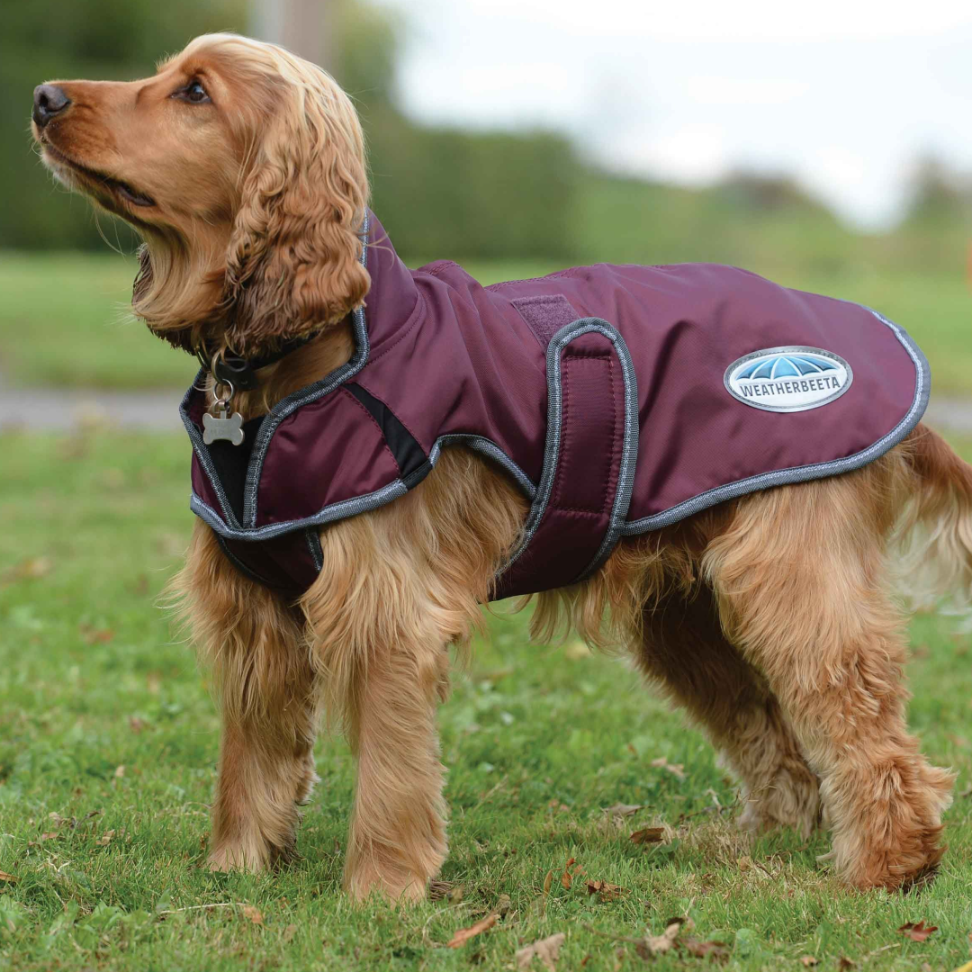Weatherbeeta windbreaker dog deals coat