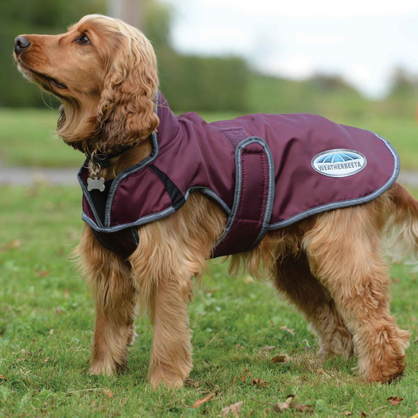 Weatherbeeta on sale dog raincoat