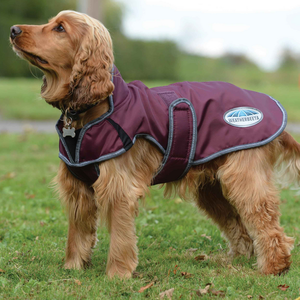Weatherbeeta sales dog raincoat