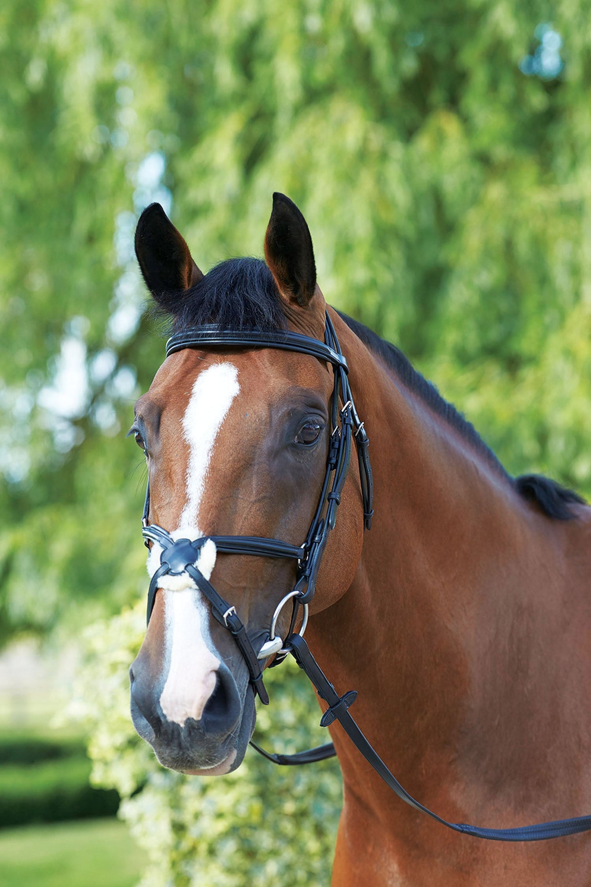 Mark Todd Padded Grackle Bridle