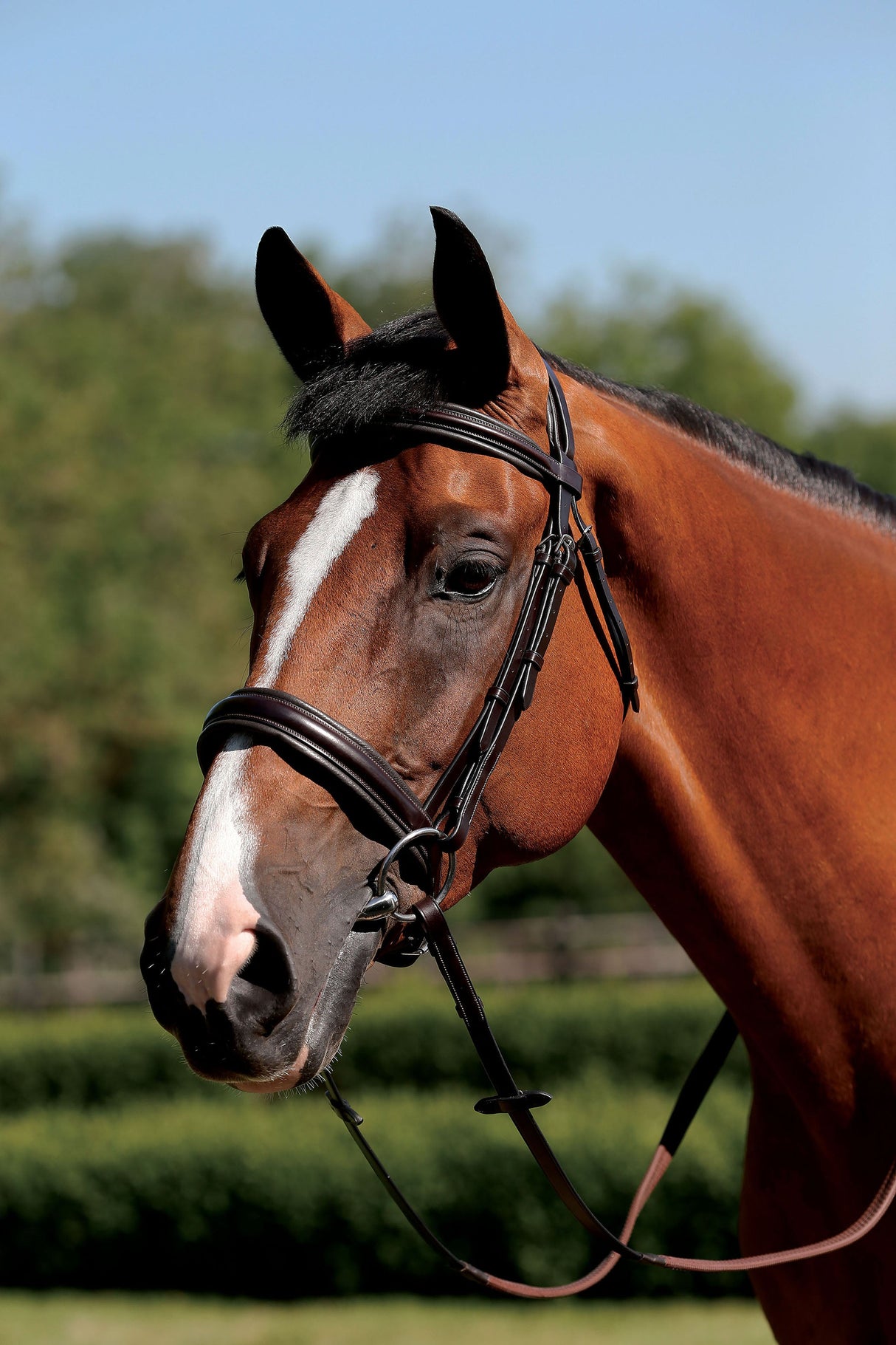 Mark Todd Padded Cavesson Bridle
