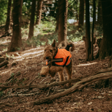 Weatherbeeta Reflective Parka 300D Dog Coat #colour_orange