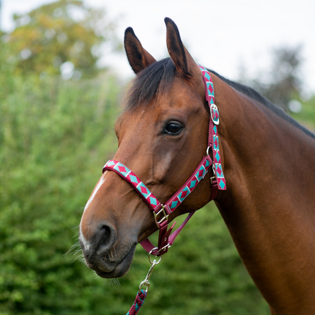 Hy Equestrian Woven Polo Head Collar and Lead Rope #colour_aqua-fig