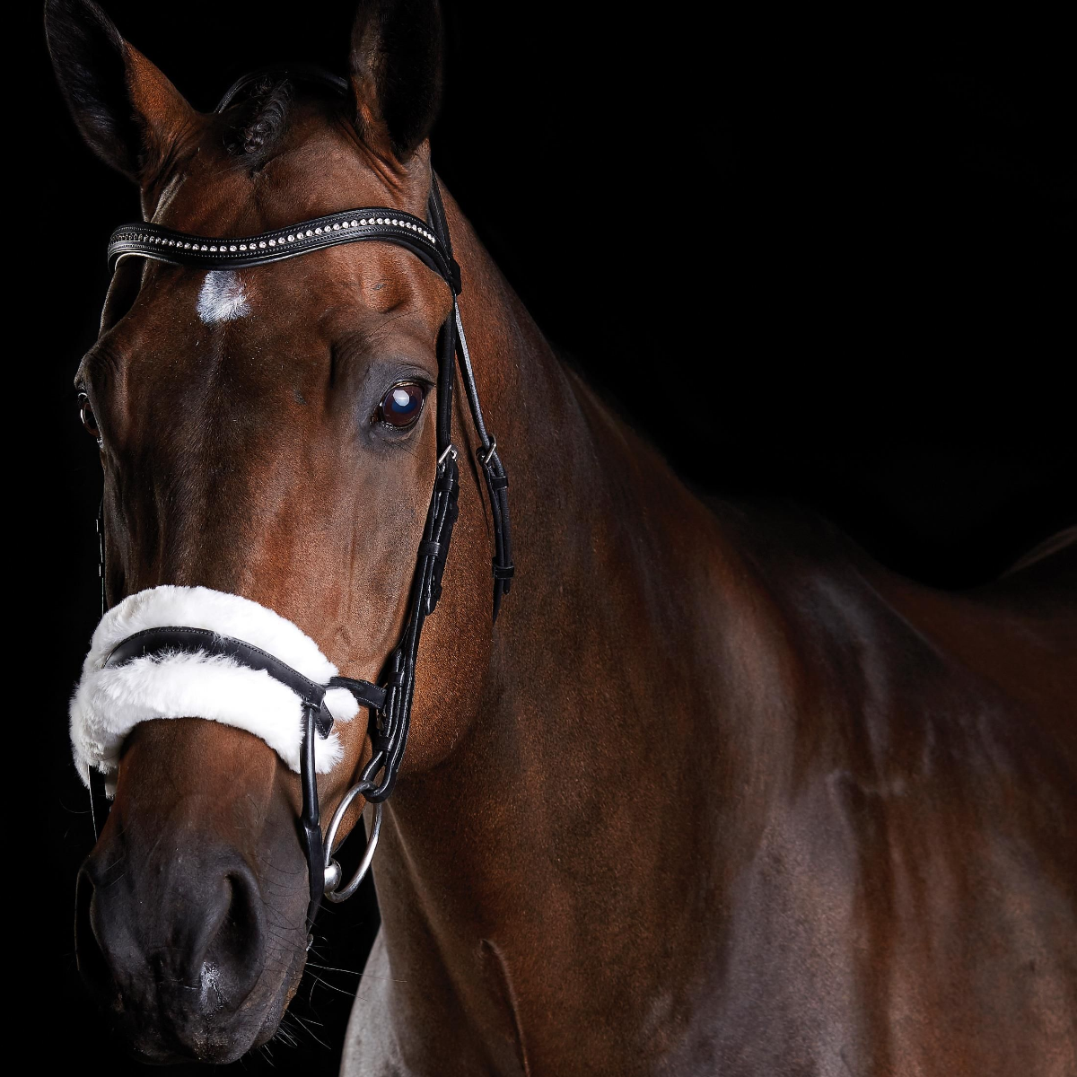 Collegiate bridle deals