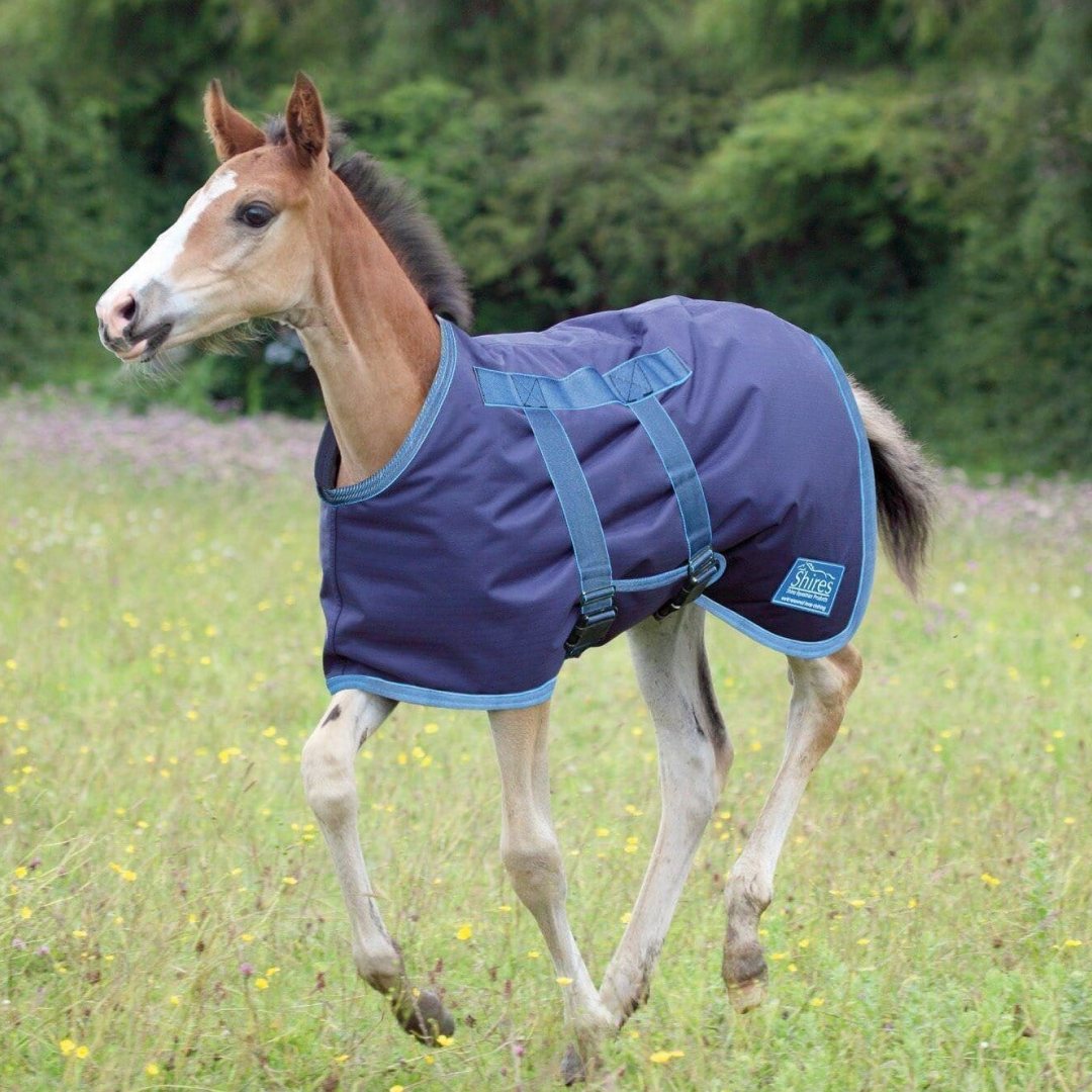 Highlander Foal Rug 46