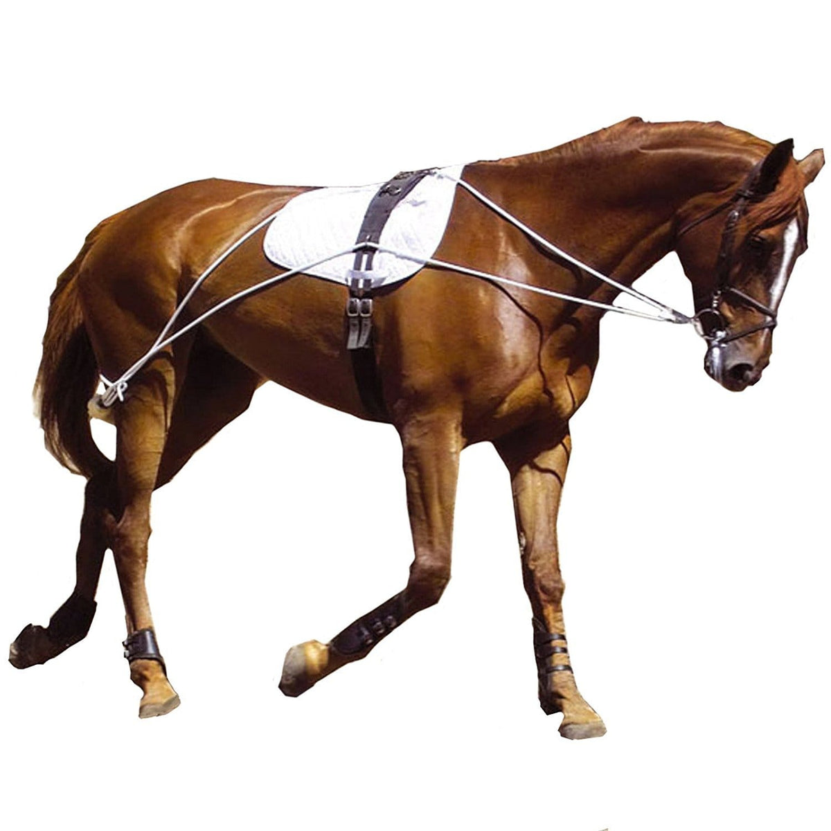 Kincade Lunging Training System GS Equestrian
